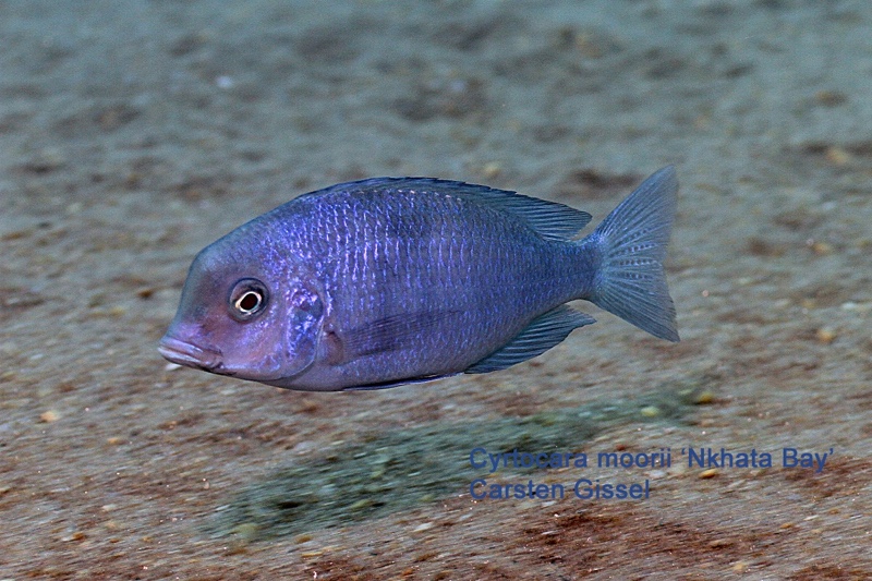 Cyrtocara moorii 'Nkhata Bay'